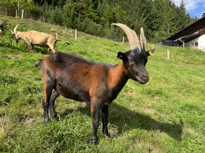 Aostergais