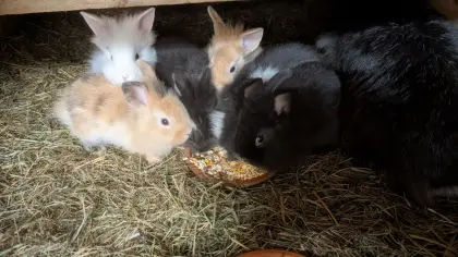 Löwenkopf-Zwergkaninchen in verschiedenen Farben