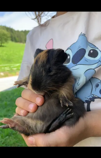 Meerschweinchen