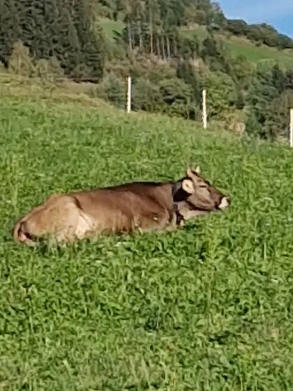 Original Braunviehkuh