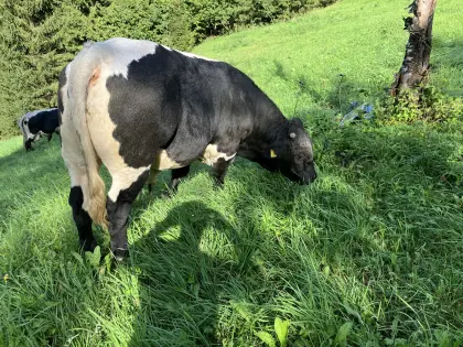 Original schwarzer Pinzgauer Stier Bio