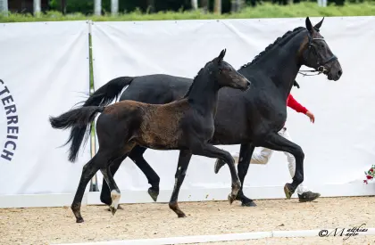Dressman, österr. Warmblut Hengst