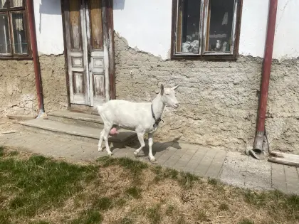 2 Ziegen (eine in Milch)