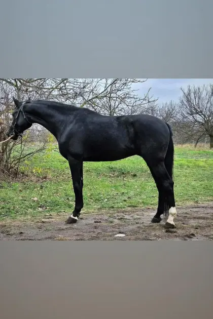 Next Level Hengst