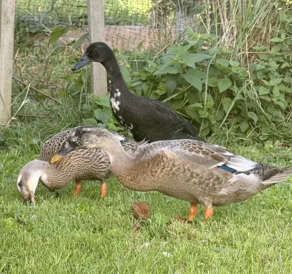 3 Laufenten