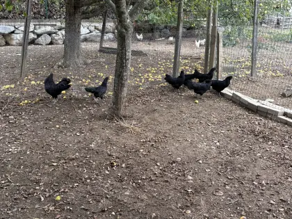 Ayam Cemani Bruteier