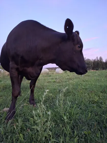 Fullblood Wagyu