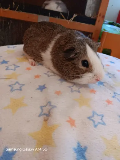 Meerschweinchenbock