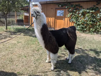 Lama-Jungstute