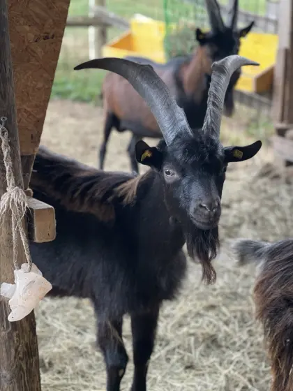 Blobe Bock