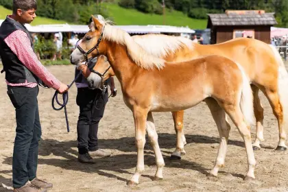 Ivinna, Haflinger Endring-Fohlen