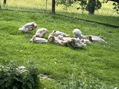 Sachsenenten Jungtiere