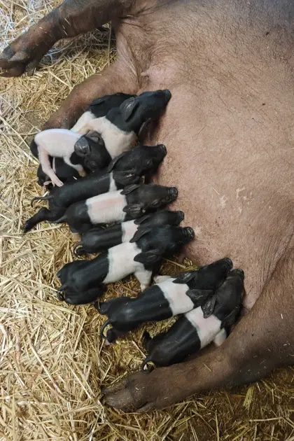 Ferkel