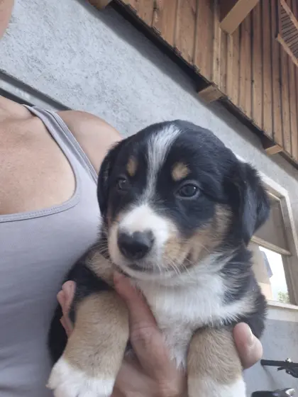 Bordercollie-Appenzeller-Mischling