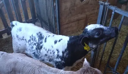 Weißblau Belgier Stierkalb Bio