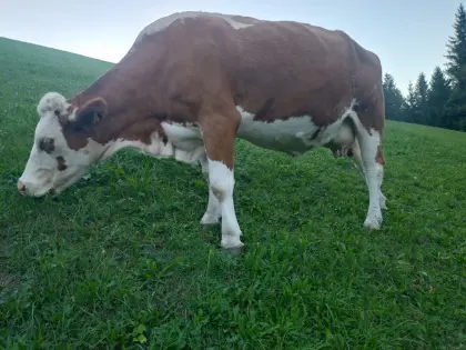 Fleckviehkuh Bio trächtig