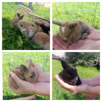 Minilop und Zwergkaninchen