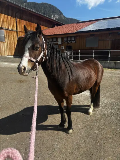 Welsh A Ponystute, kinderfreundlich