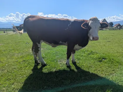 Verkaufe trächtige Kalbin