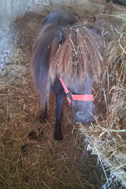 3 Pony-Stuten und 1 Hengst zu verkaufen