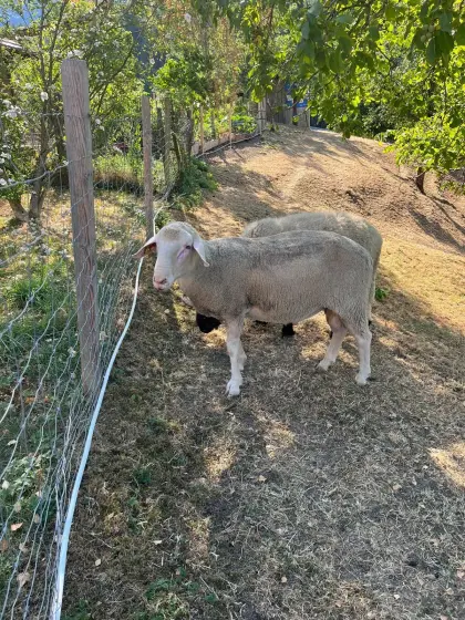 Merinoschaf-Widder