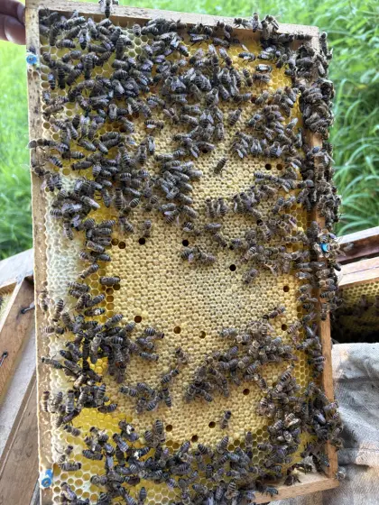 Ableger Bienenvölker, Bienenkönigin