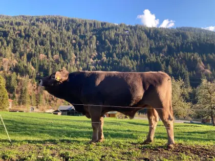 Original Braunvieh Stier