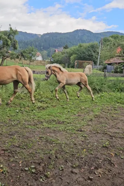 Haflinger-Hengstfohlen