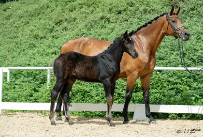 Harry Kane, österr. Warmblut-Hengst