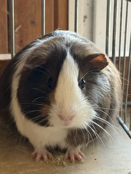 Meerschweinchen