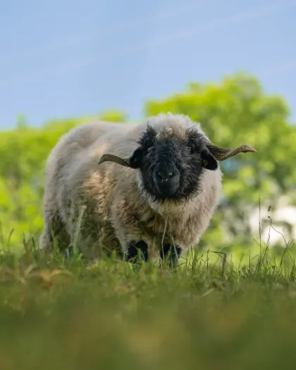 Walliser Schwarznasen-Widder Bio