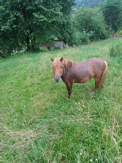 Verkaufe Mini-Shetlandpony, männlich