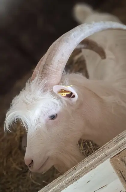 Ziegenbock