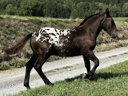 Flottes Tigerhengstfohlen zu verkaufen.