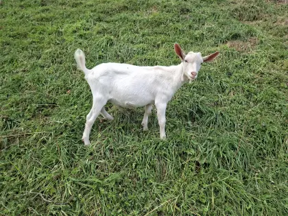 Ziegenbock