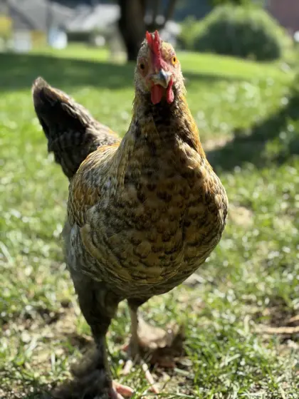 Zwerghahn