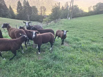 Bio-Zwartbles-Schafe, Zucht