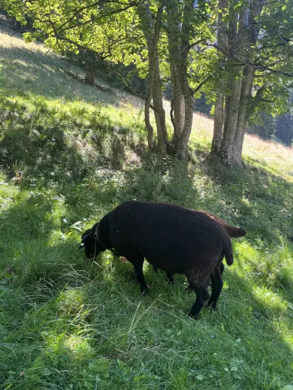 Jura-Widder