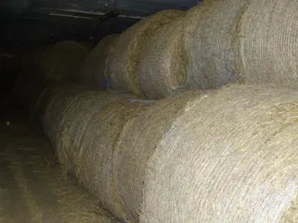 1.000 Heu-Rundballen 1,50 bis 1,60 m, nur komplette Abnahme