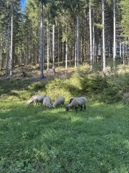 Merinoschaf-Mischlinge, Krainer Steinschaf