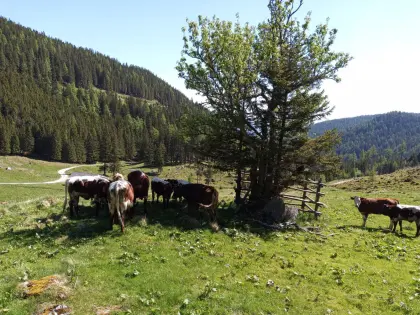 Pinzgauer Bio-Ochsen