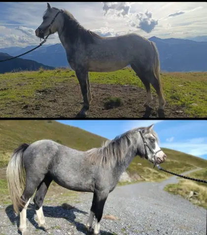 Welshpony A
