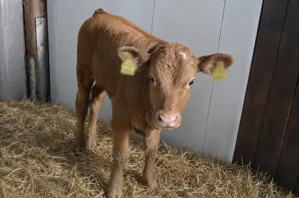 Bio-Stierkalb Limousin