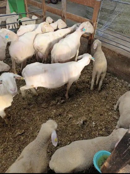 Verkaufe Merino-Mutterschafe