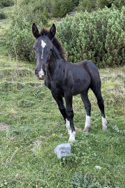 Freya, Noriker Stute