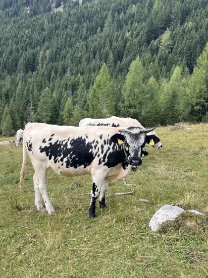 Pustertaler Sprinzen Kalbinnen