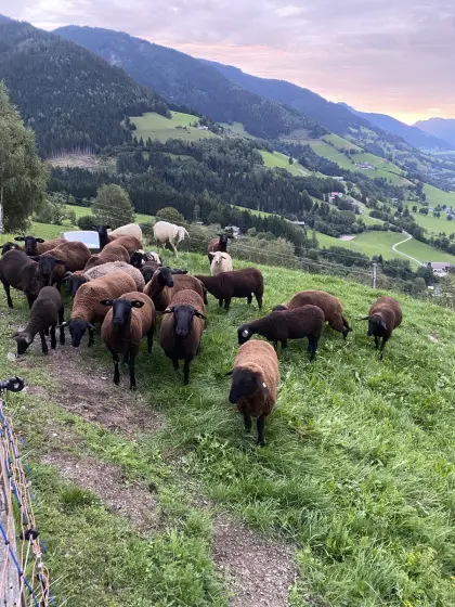Lämmer und Schafe zu verkaufen