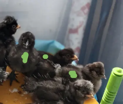 Zwergpaduaner und Silkie, Zwergpaduaner-Mix Küken