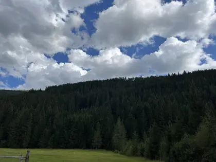 8 ha Fichtenwald zu verkaufen