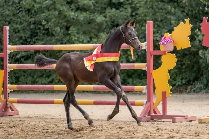 Vincent LA, österr. Warmblut Hengst
